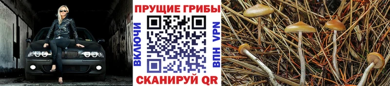 Псилоцибиновые грибы мицелий  цены наркотик  Переславль-Залесский 